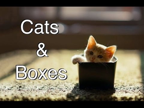 Bezighouden analogie Melodrama Daarom zit een kat graag in een doos - Hart Voor Dieren