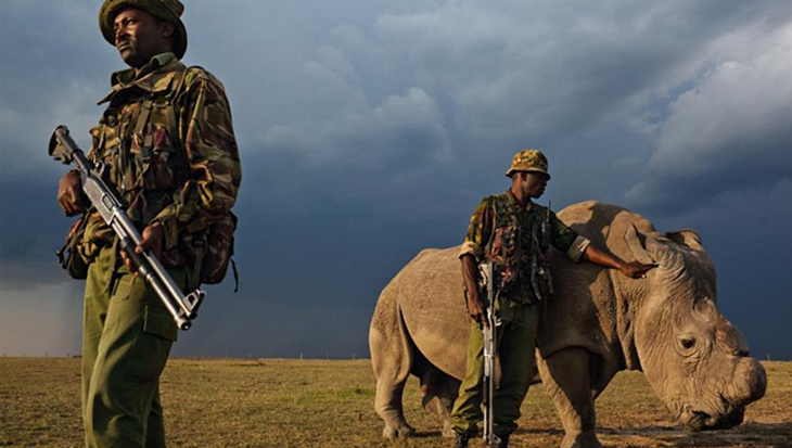Rhino Rangers beschermen witte neushoorn