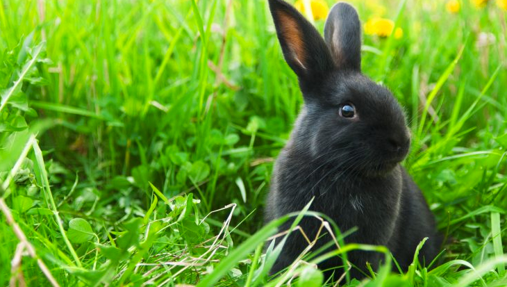 Gevaarlijk nieuw konijnenvirus