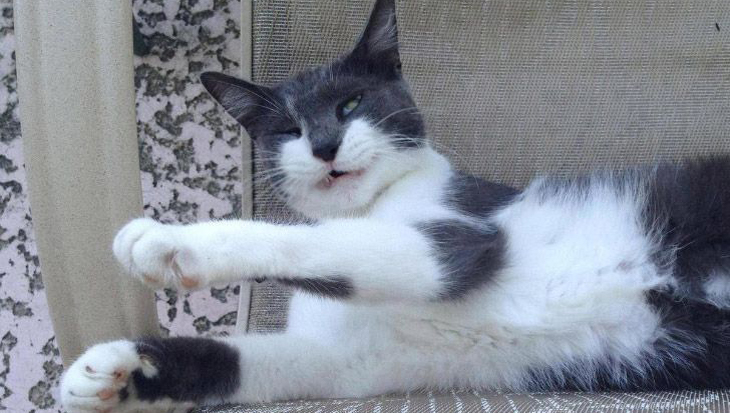 Lekker charmant: foto’s van katten die op het punt staan om te niezen