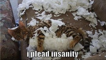 Katten en toiletpapier