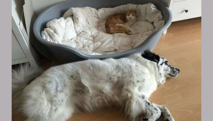 MOM! The cat stole my bed!