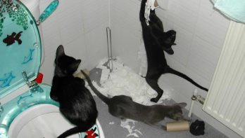 Katten en toiletpapier