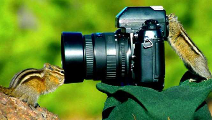 woensdag experimenteel Maria 10 dieren die gewend zijn aan een camera - Hart Voor Dieren