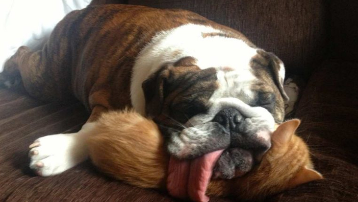 10 foto’s van slapende bulldogs