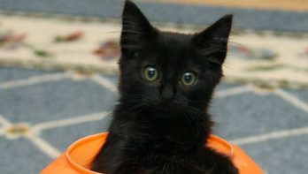 zwarte kat