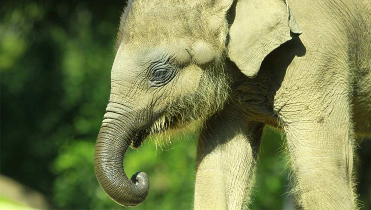 Sri Lanka krijgt ziekenhuis voor babyolifantje