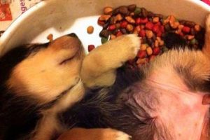 puppy in voederbakje