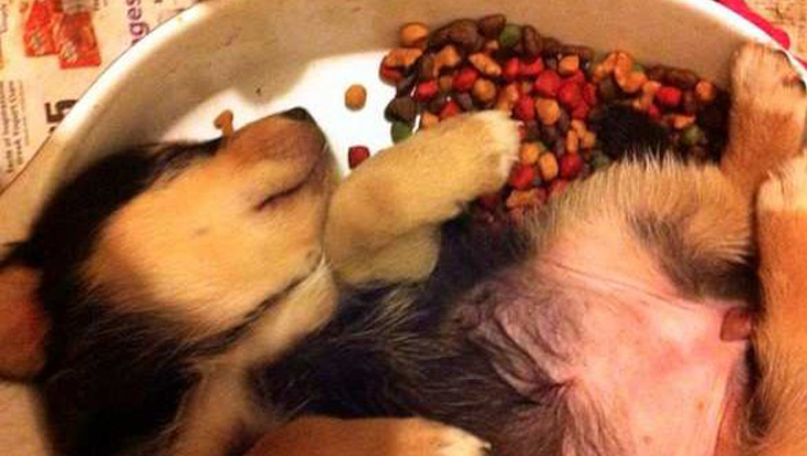 Deze 10 puppies slapen in hun voerbakje