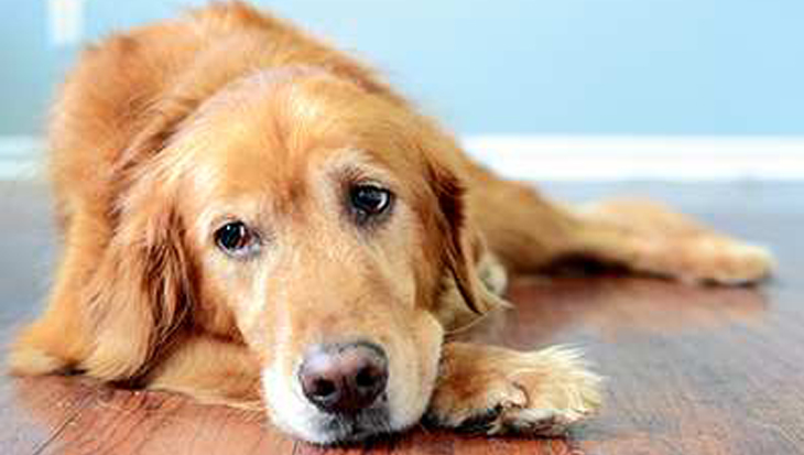 Rectificatie: Geef honden GEEN Ibuprofen