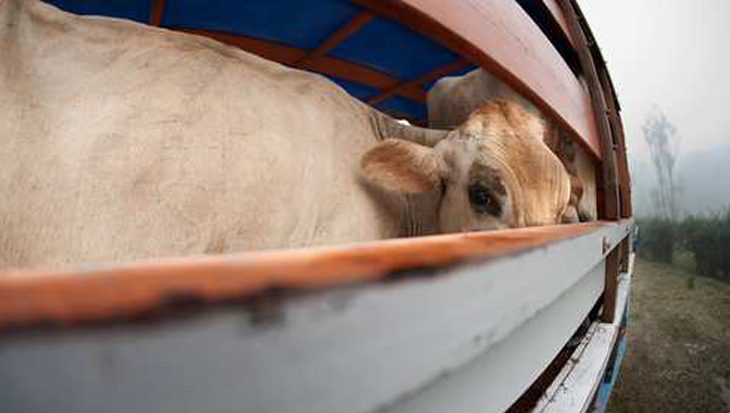 Parlementaire enquête diertransporten aangekondigd na presentatie gruwelijke beelden
