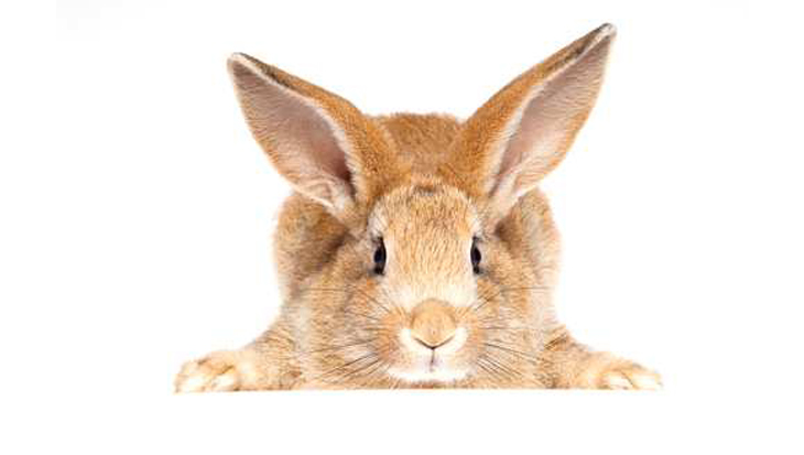 Happy Konijn: winkelconcept met voorbeeldfunctie moet leiden tot gelukkiger en langer konijnenleven