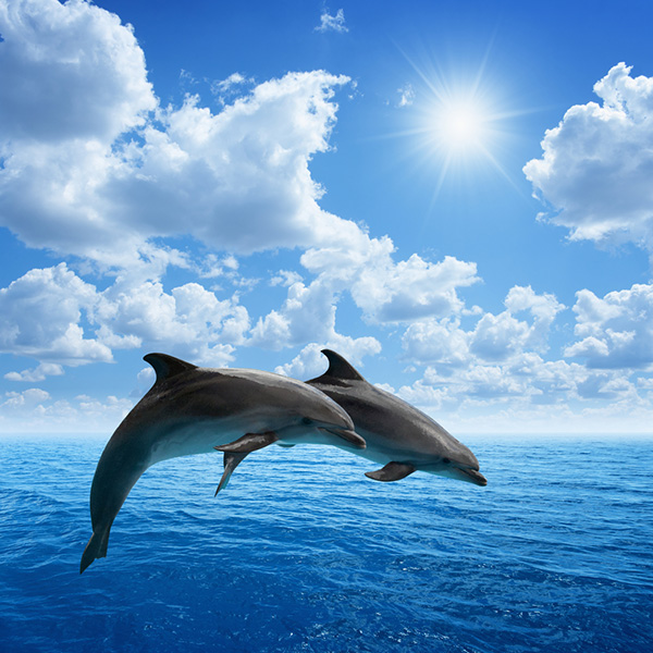 slimste dieren: dolfijnen
