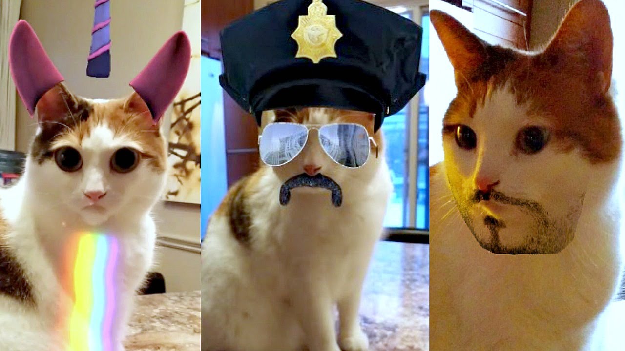 Terminologie vat Nederigheid 14 foto's van Snapcats! - Hart Voor Dieren