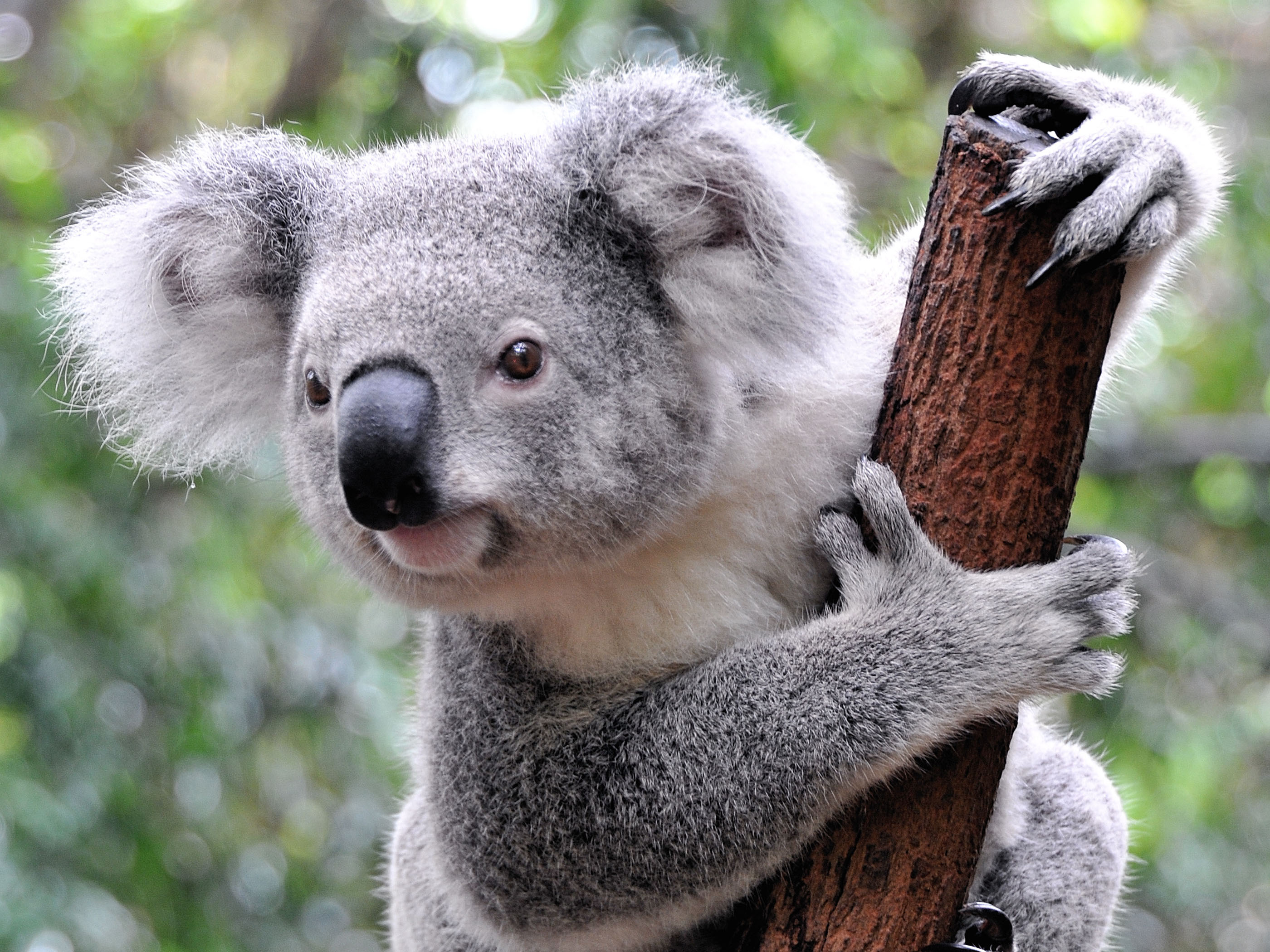 Lieve koala
