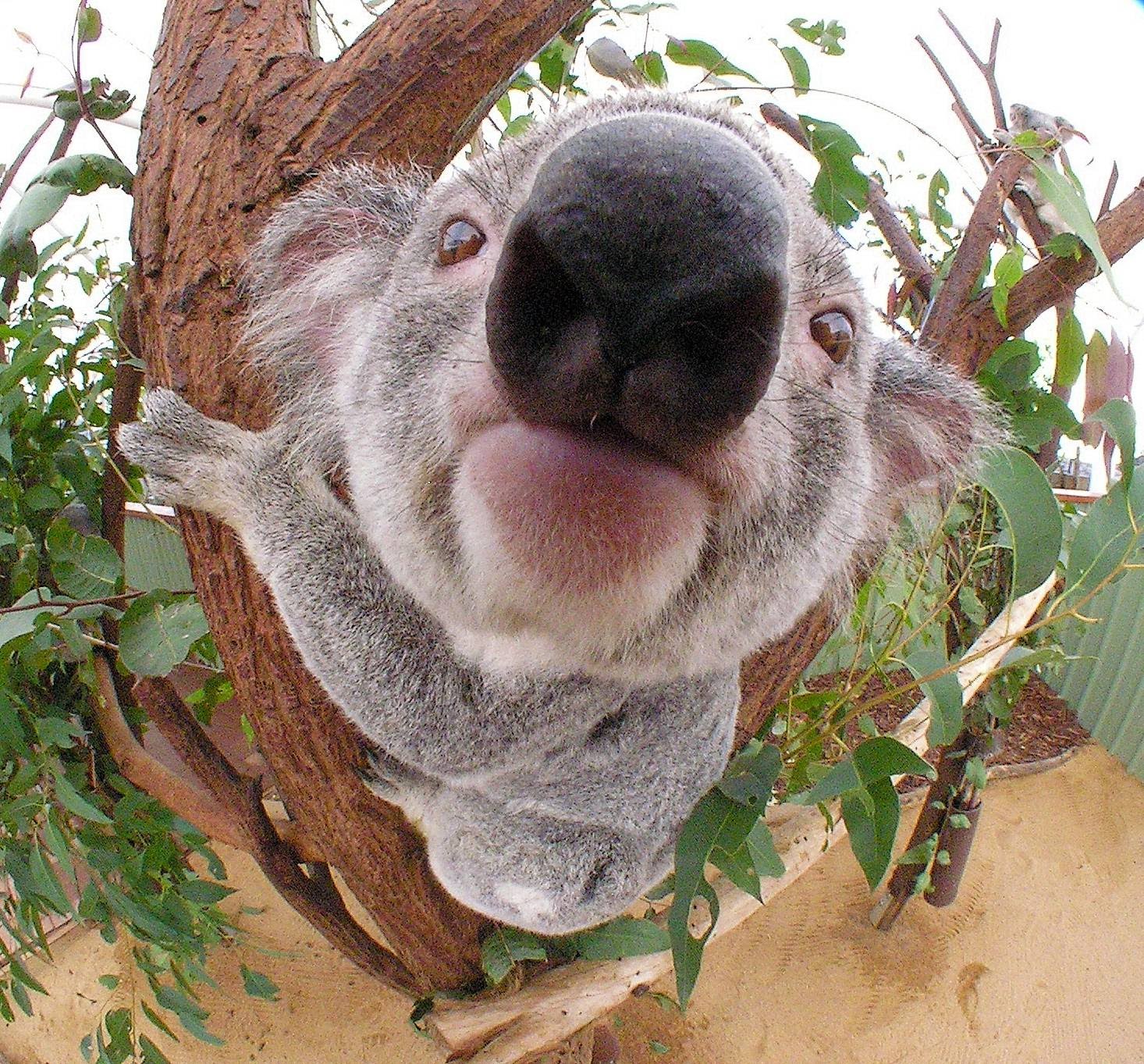 Lieve koala