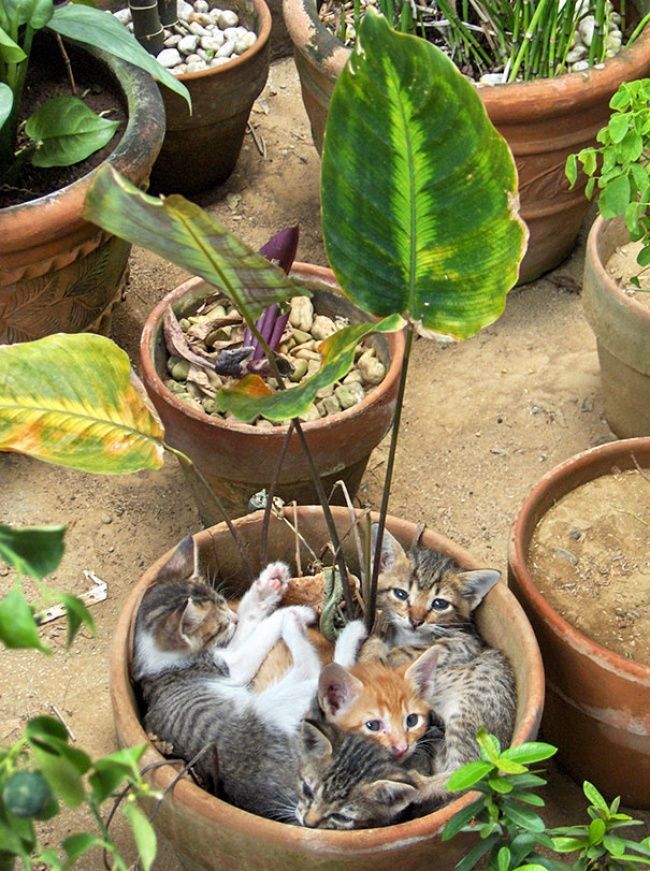 katten zijn eigenlijk planten