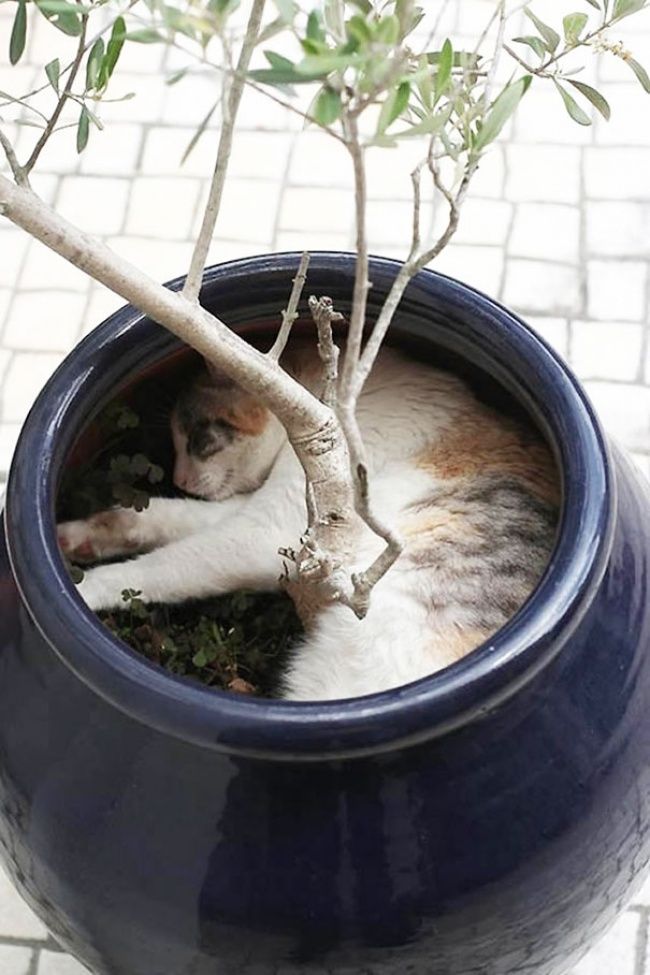 katten zijn eigenlijk planten