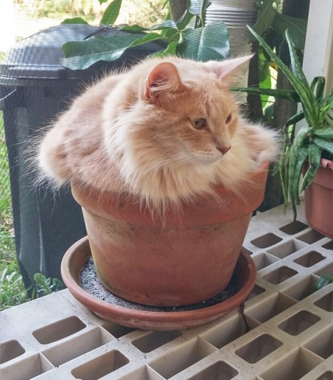 katten planten