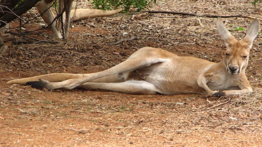 Kangoeroe en knuffelkonijn zijn onafscheidelijk