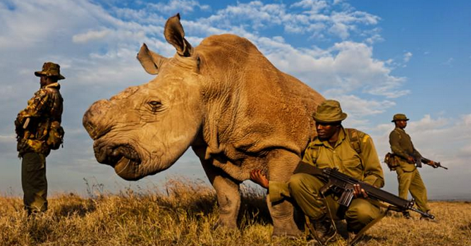 Rhino Rangers beschermen neushoorn