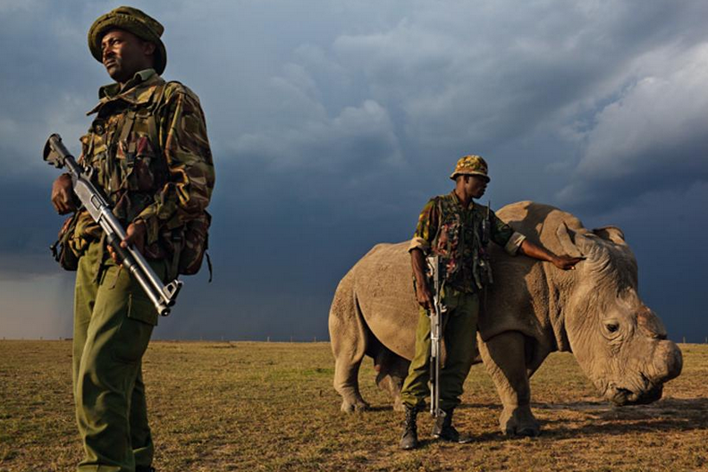 Rhino Rangers beschermen neushoorn