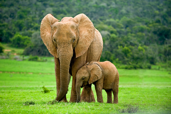 slimste dieren: olifant