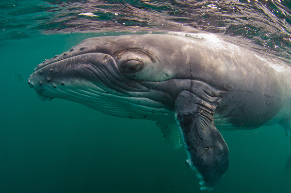 slimste dieren: walvis
