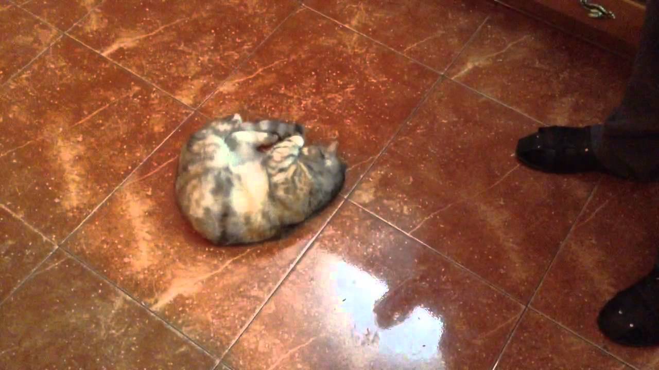 Kat speelt in wasmand