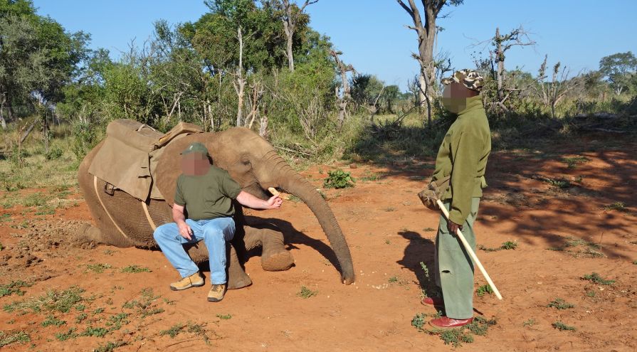 Afrikaanse olifanten ‘gebroken’ voor toerisme