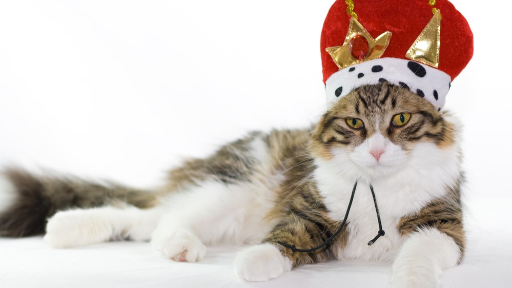 Waarom de katten de koningen van het internet zijn