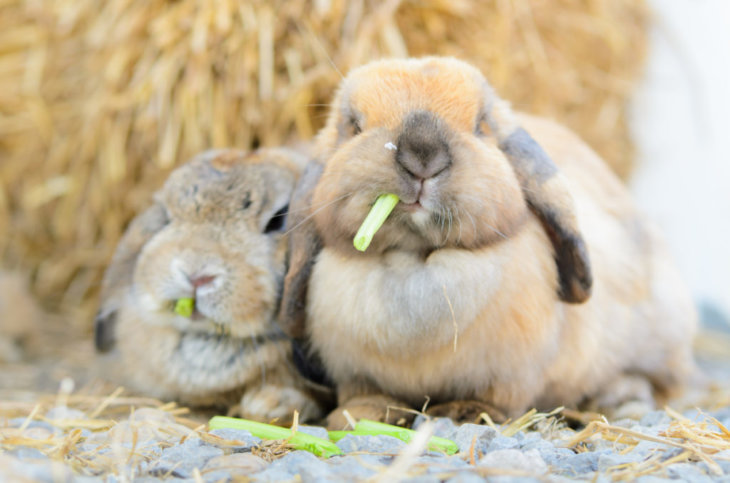 Wat mag een konijn niet eten?