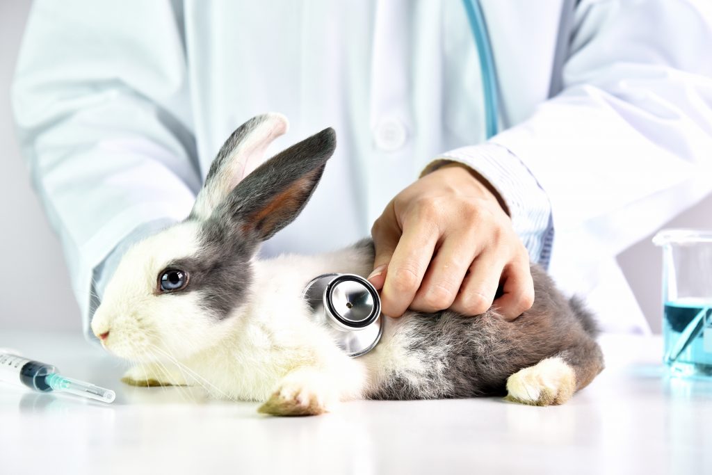 Veel voorkomende konijnenziekten