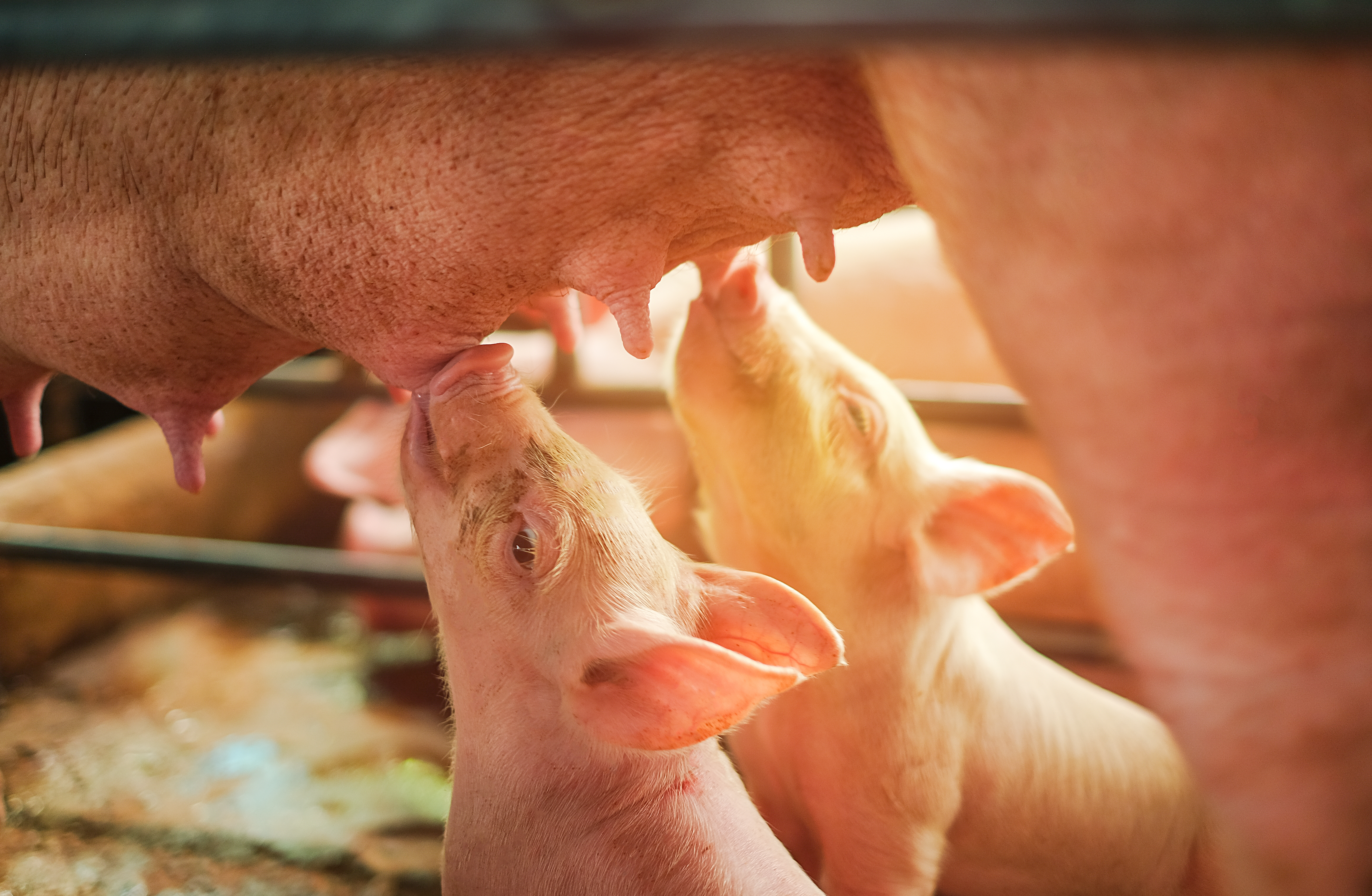Biggensterfte neemt toe bij varkenshouderijen