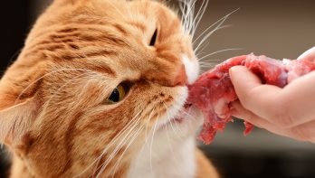 welk vlees mag je een kat geven