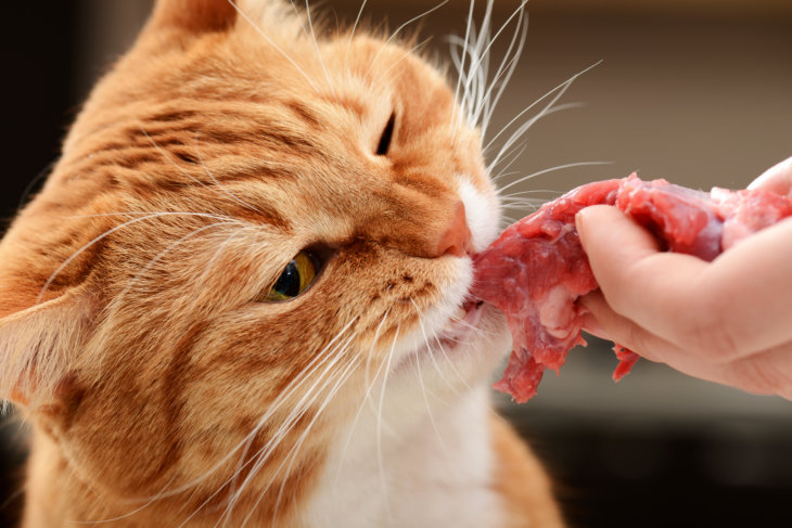 Welk vlees mag je een kat voeren?