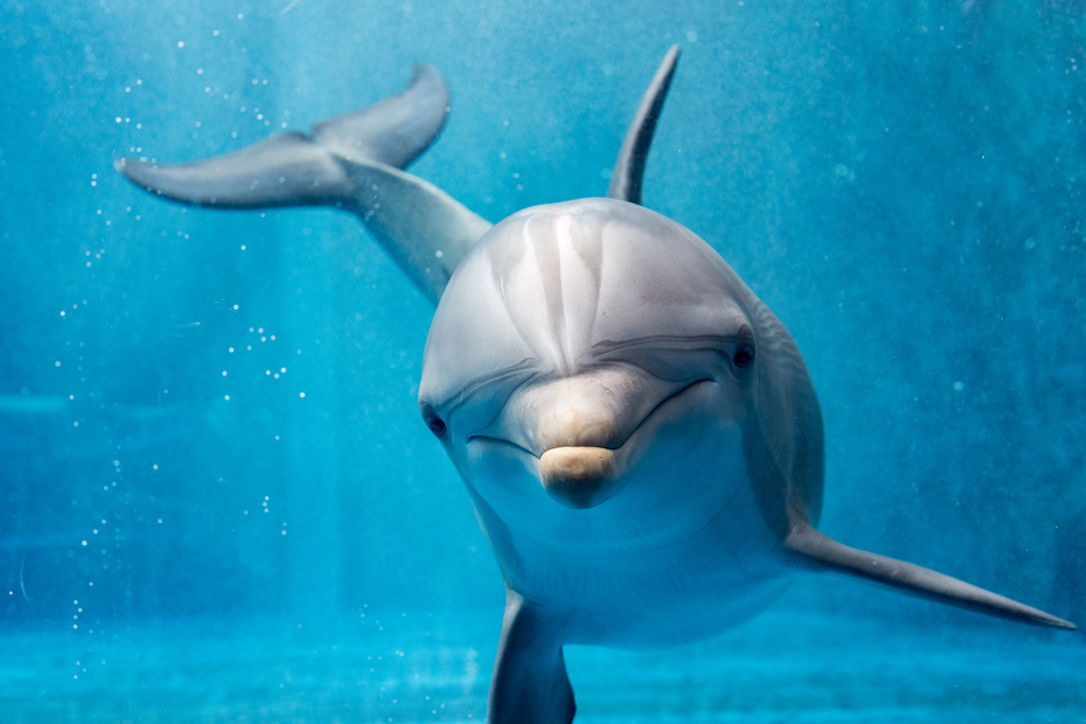 Wilde Dieren Encyclopedie: de Dolfijn