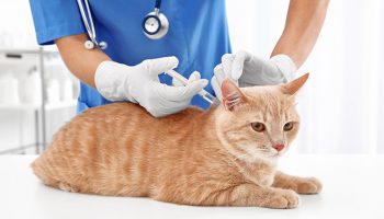 inentingen voor katten