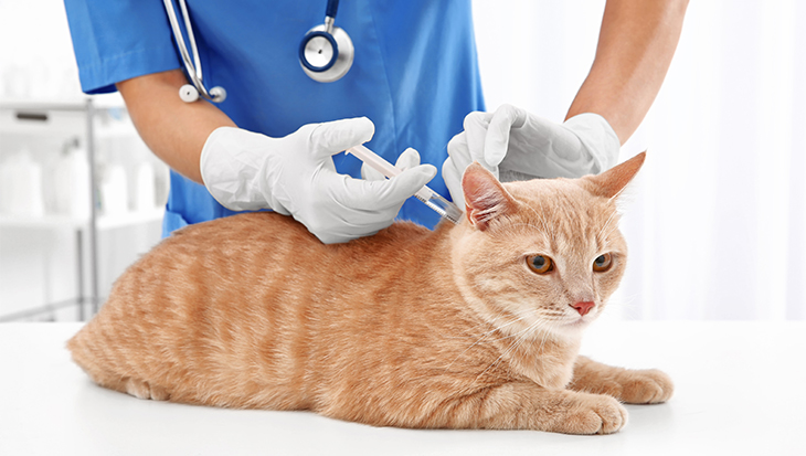 Vragen over de inentingen voor katten