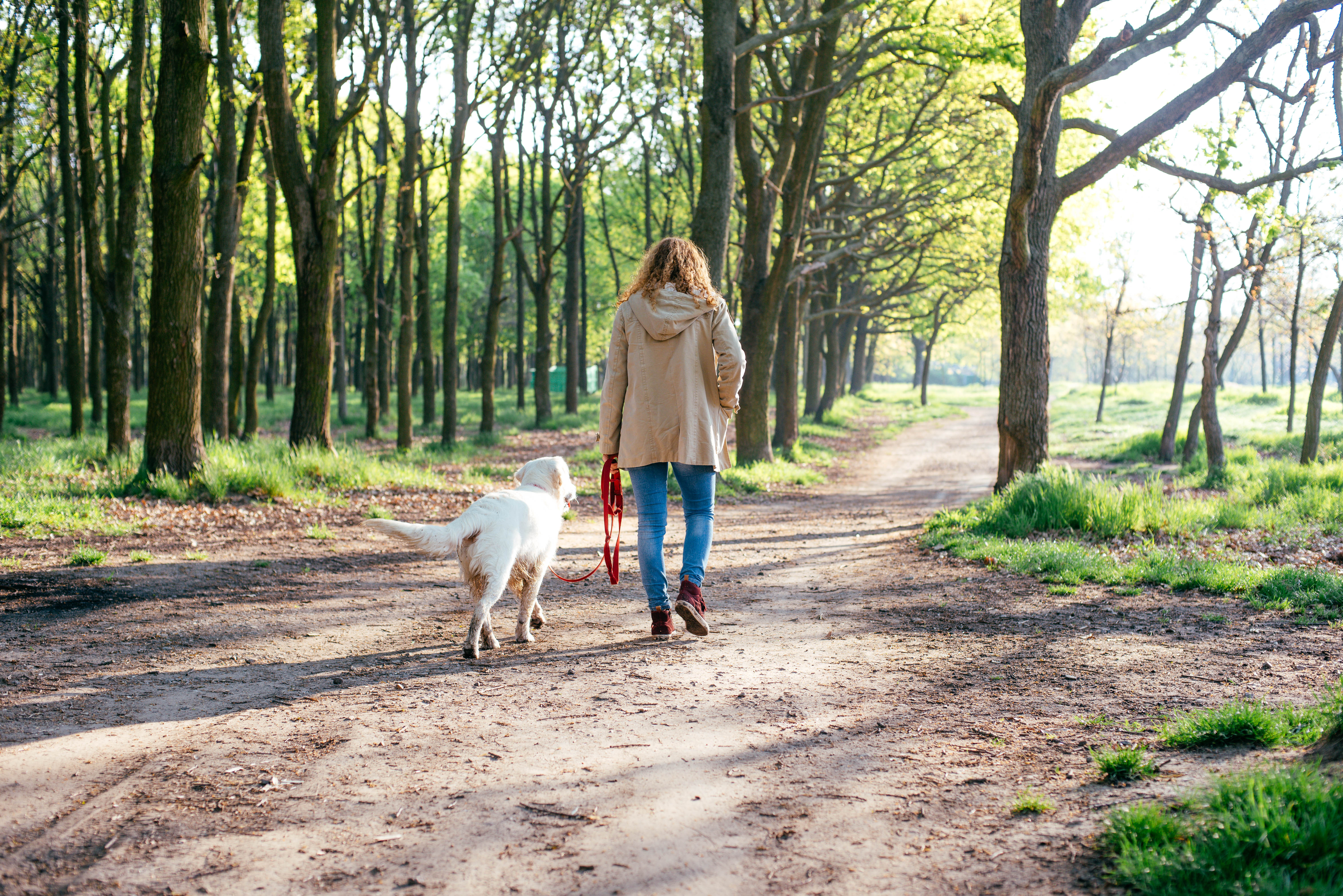 Где девочки гуляют. Прогулка с собакой в парке. Прогулка в парке летом. Фотосессия прогулка с собакой. Девушка на прогулке с собакой.