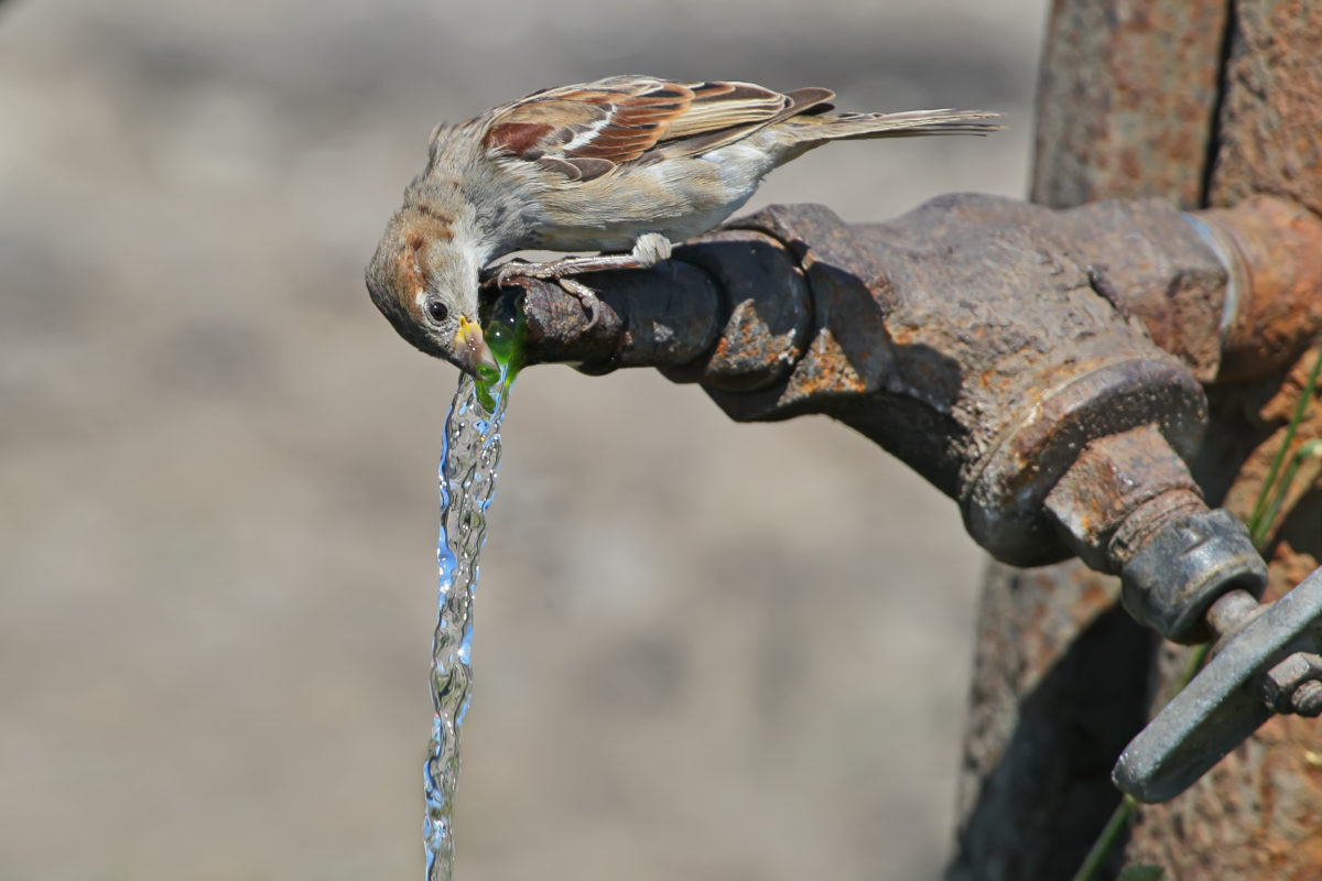 Geef vogels extra water in warme periode