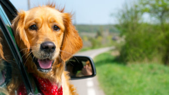 hond in auto meenemen