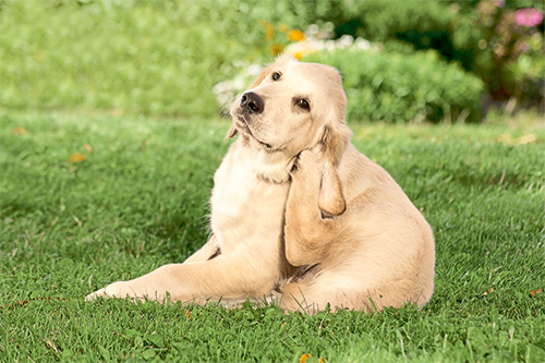 kiem Veraangenamen verdediging Jeuk bij honden: oorzaak en behandeling - Hart voor Dieren