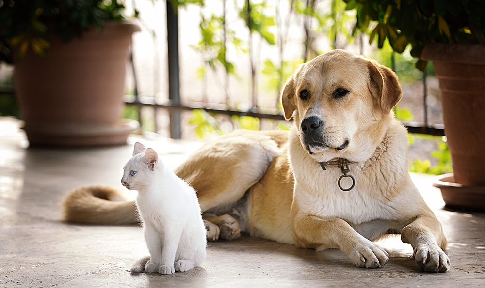 Over soortgenoten en de sociale behoefte van huisdieren
