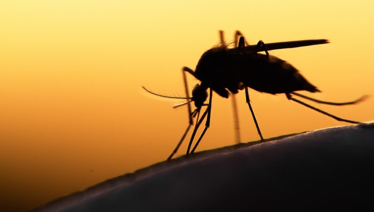 Nog lang last van muggen dit jaar
