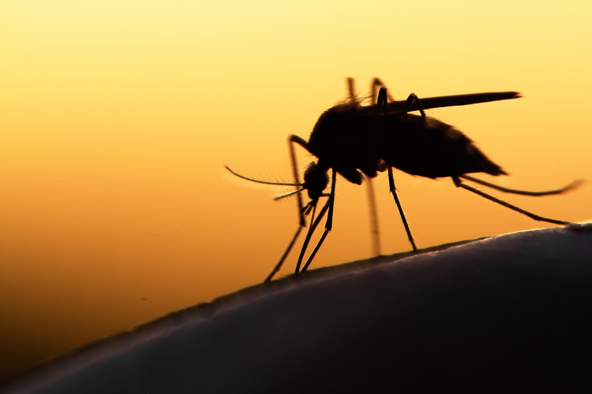 Nog lang last van muggen dit jaar