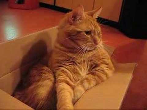 Kat verdedigt Zijn kartonnen doos