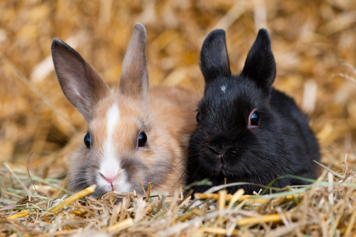 Welke konijnen passen bij elkaar? Geschikte combinaties…
