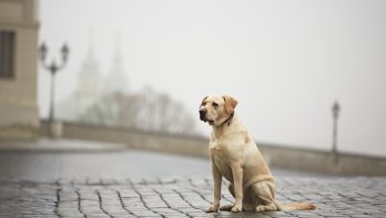 Gevonden honden petitie