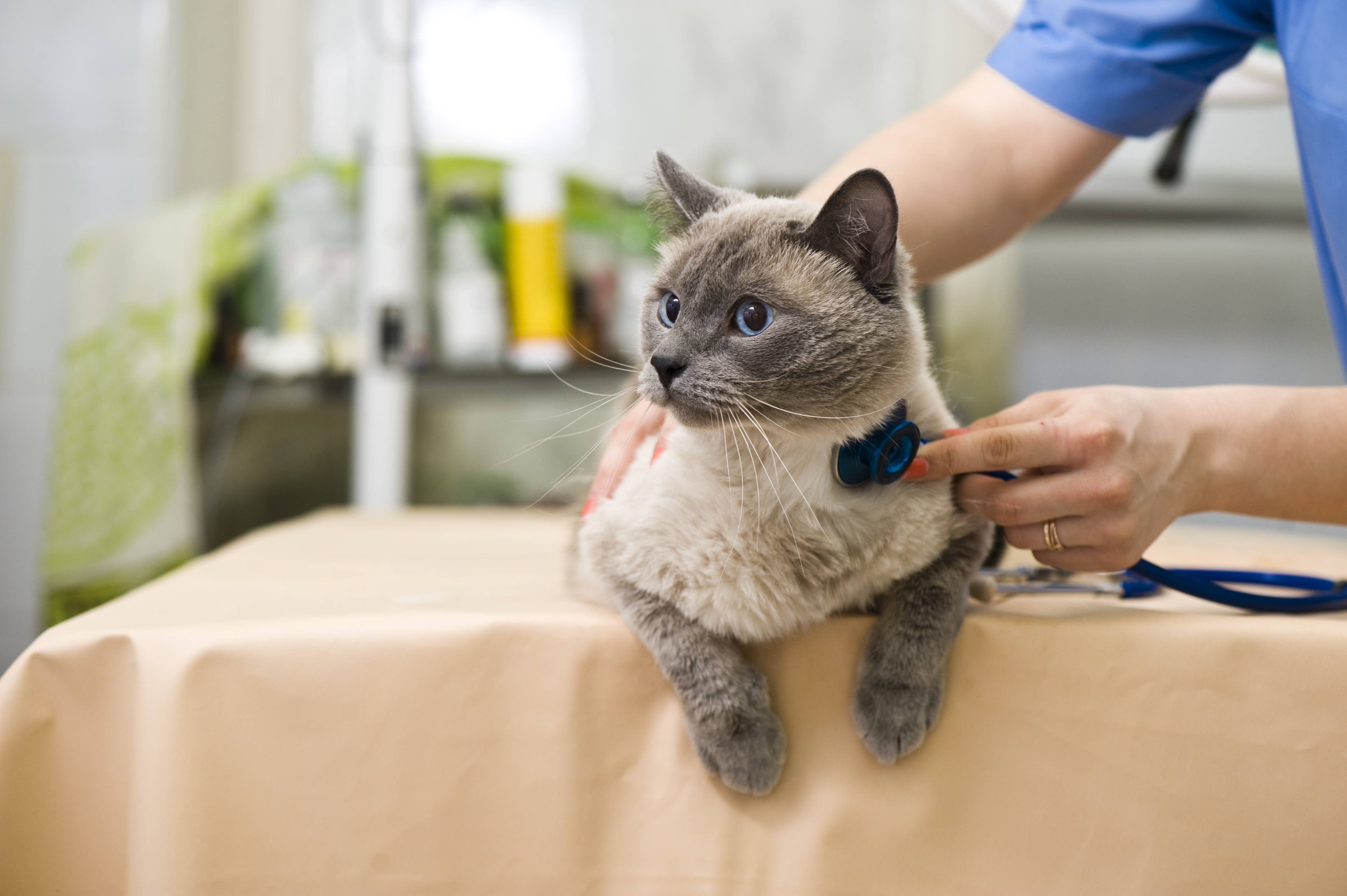 Welke vaccinaties heeft een kat nodig?